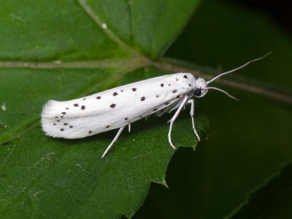 Lepidoptera